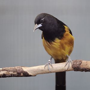Montserrat oriole