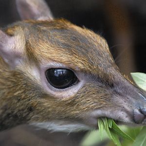 Philippine chevrotain feeding