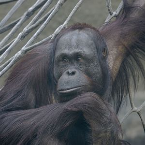 Bornean orang utan 'Willie'