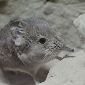 Short-eared elephant shrew