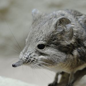 Short-eared elephant shrew
