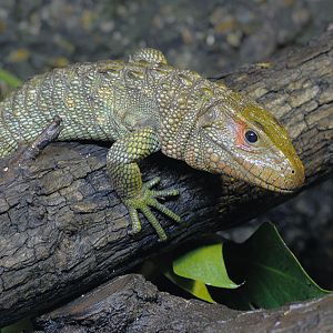 Caiman lizard