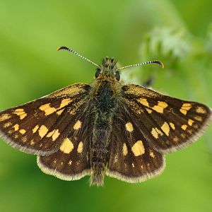 Carterocephalus palaemon