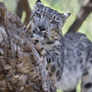 snow leopard scratching