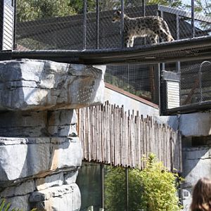 snow leopard walkway