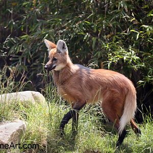 maned wolf