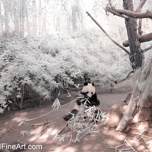 Infrared giant panda