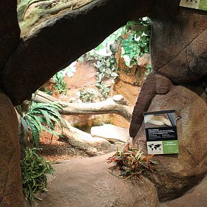 Enclosure Siam cobra