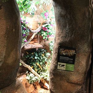 Enclosure Red rainbow boa