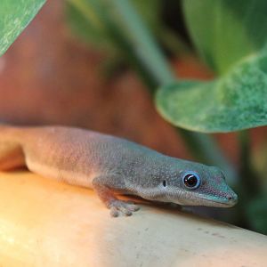 Zanzibar day gecko