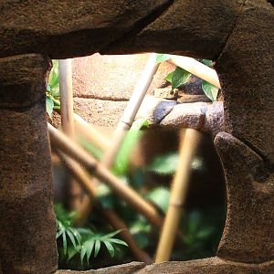 Enclosure Zanzibar day gecko