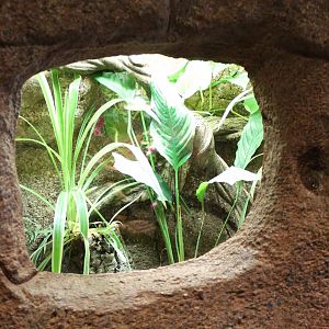 Enclosure Blue dart frog