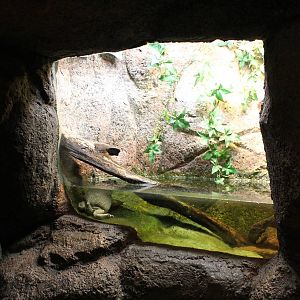 Enclosure Budgett's frog
