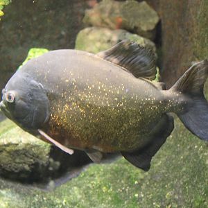 Red-bellied piranha