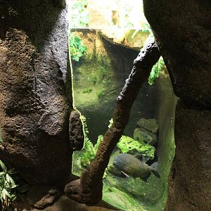 Piranha aquarium