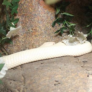 Siam cobra - Naja kaouthia