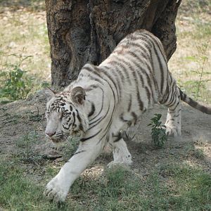 Panthera tigris tigris