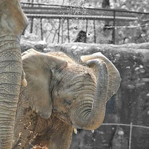 May. 2016 - Plains- African Elephant - Nyah