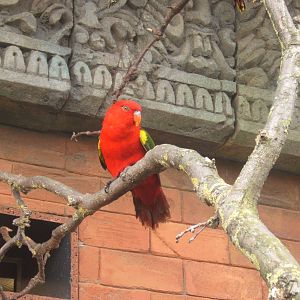Yellow-backed Chattering Lory