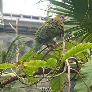 Superb Fruit Dove