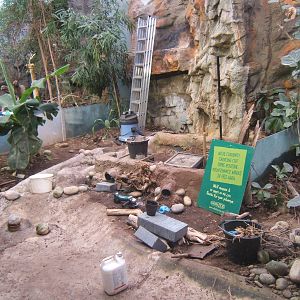Mountain Chicken exhibit being re-furbed