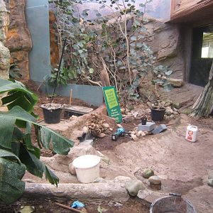 Mountain Chicken exhibit being re-furbed