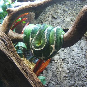 Emerald Tree Boa