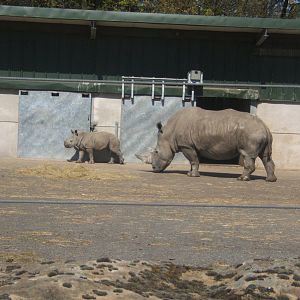 Southern White Rhino and calf