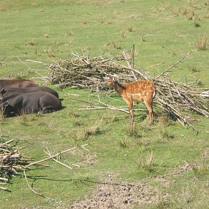South American Tapir and Sitatunga