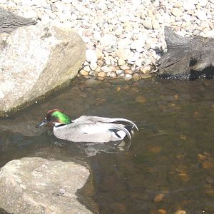 Falcated Teal