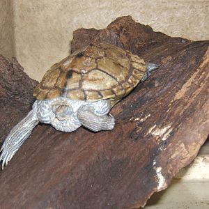 Chinese Stripe-necked Turtle