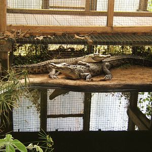 Salt Water Crocodiles