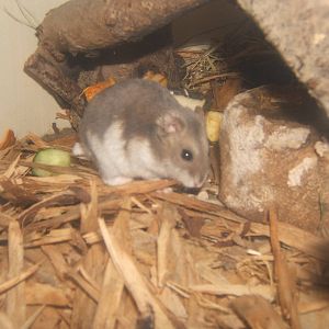 Russian hairy-footed Hamster (Phodopus sungorus)