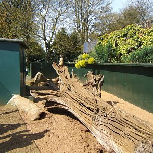 View of Meerkat enclosure