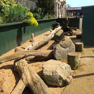 View of Meerkat enclosure