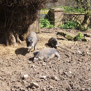 Visayan Warty Pig`s