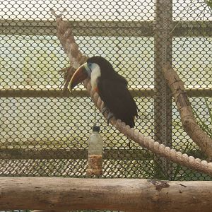 Red-billed Toucan