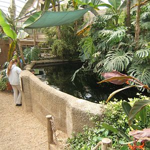 Pacu and Red-tailed Catfish pool