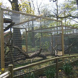 View of Jaguarundi enclosure