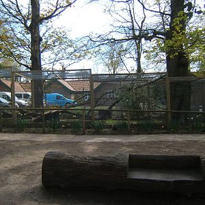 View of Jaguarundi enclosure
