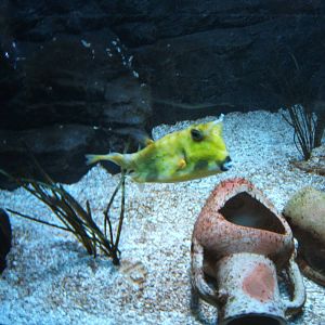 Long-horned Cowfish