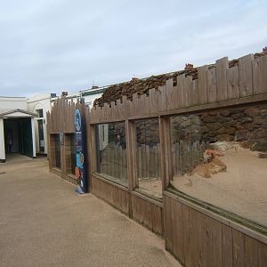 View of Humboldt`s Penguin enclosure