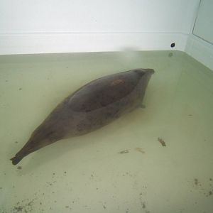 Common Seal pup