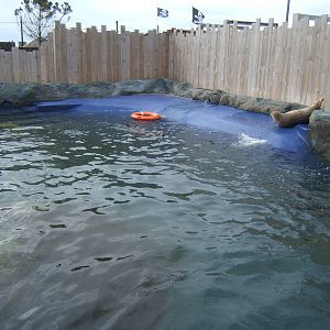 View of Common Seal enclosure