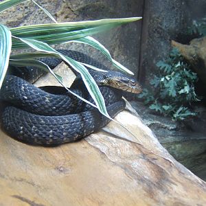 Banded Water Snake