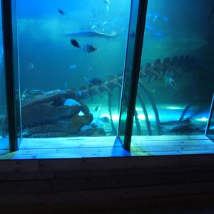 View into main Shark tank