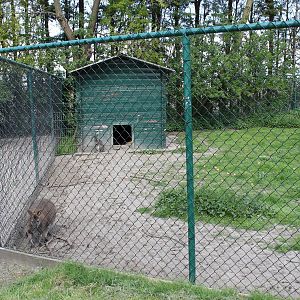 Wallaby enclosures