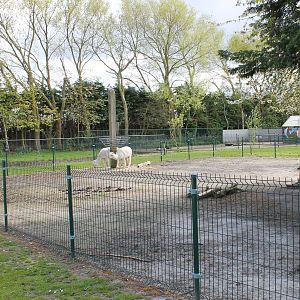 Alpaca - Deer enclosure