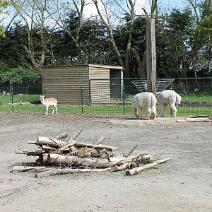 Alpaca - Deer enclosure