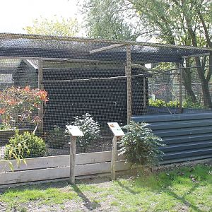 Aviary Golden pheasant
